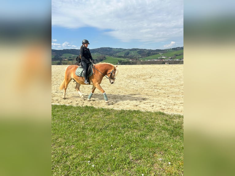 Haflinger Wallach 11 Jahre  in Steinbach an der Steyr