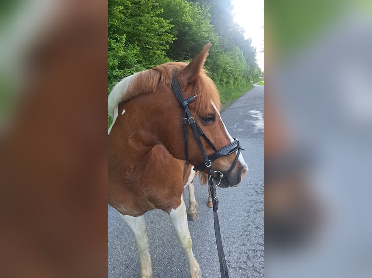 Haflinger Mix Wallach 12 Jahre 140 cm Schecke in Weiz
