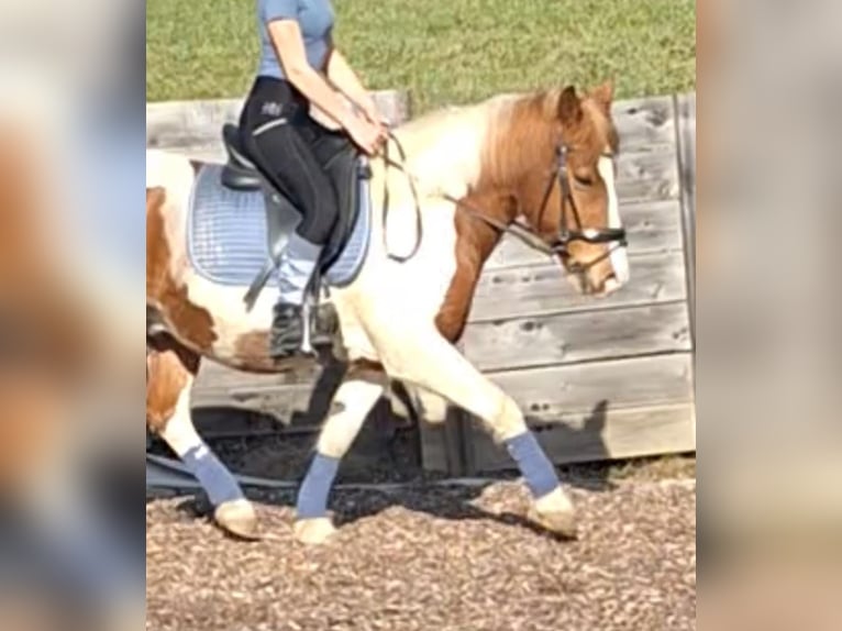 Haflinger Mix Wallach 12 Jahre 140 cm Schecke in Weiz