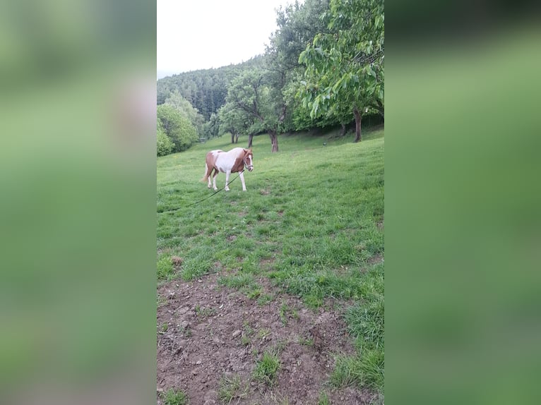 Haflinger Mix Wallach 12 Jahre 140 cm Schecke in Weiz