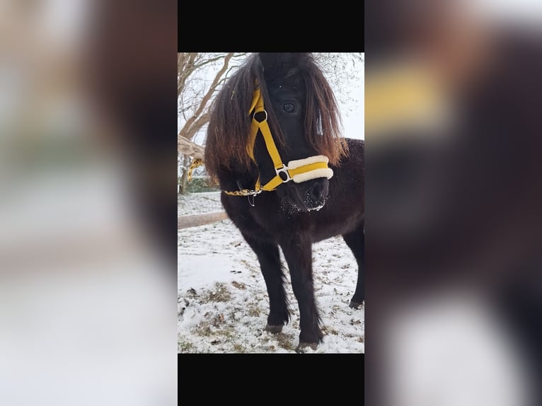 Haflinger Mix Wallach 12 Jahre 140 cm Schecke in Weiz