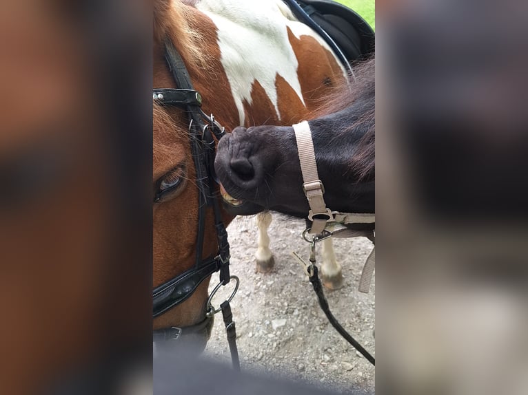 Haflinger Mix Wallach 12 Jahre 140 cm Schecke in Weiz