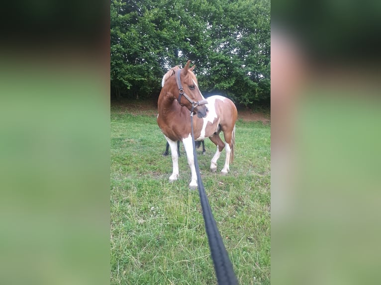 Haflinger Mix Wallach 12 Jahre 140 cm Schecke in Weiz