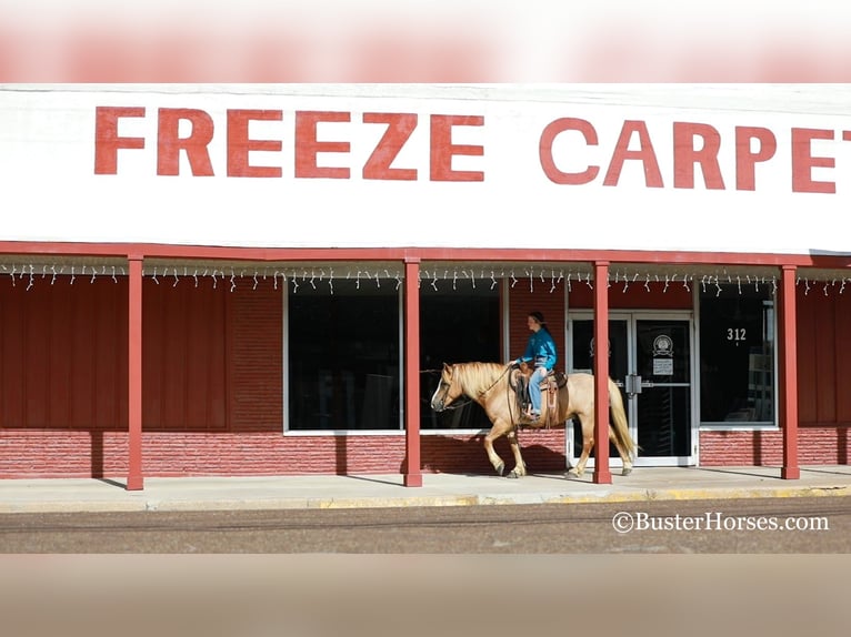 Haflinger Wallach 12 Jahre 142 cm in Weatherford TX