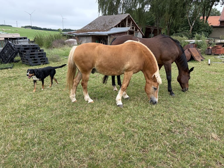 Haflinger Wallach 12 Jahre 147 cm  in Diemelsee Adorf