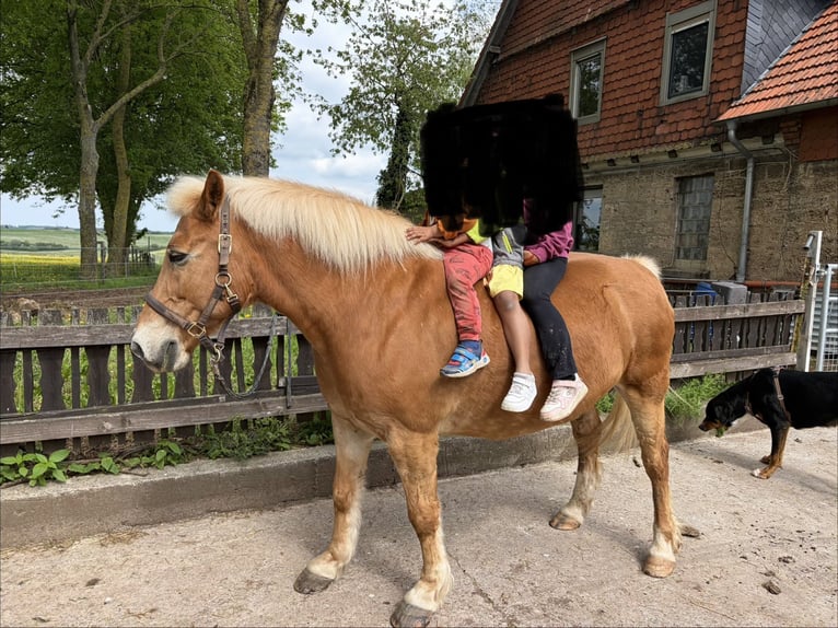 Haflinger Wallach 12 Jahre 147 cm  in Diemelsee Adorf