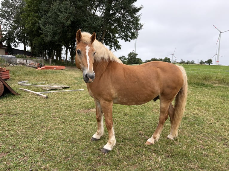 Haflinger Wallach 12 Jahre 147 cm  in Diemelsee Adorf