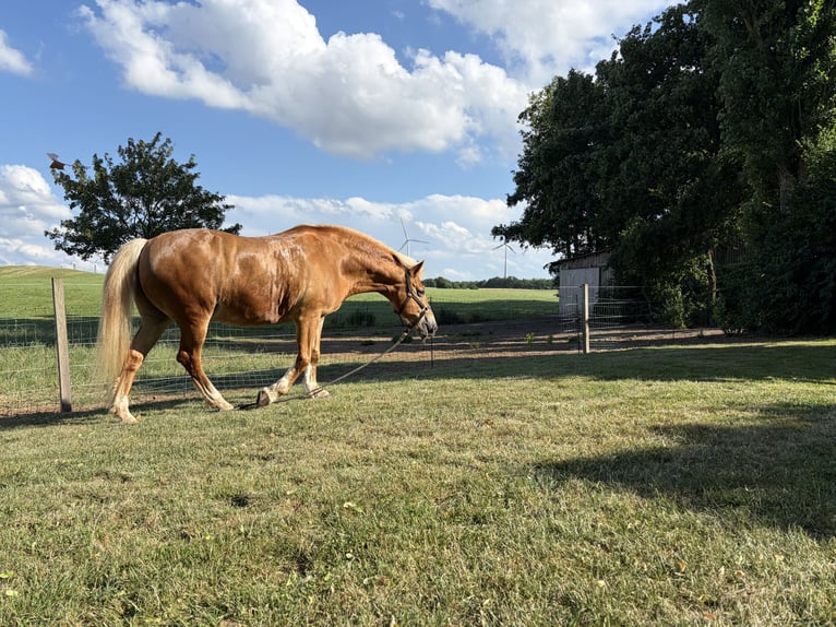 Haflinger Wallach 12 Jahre 147 cm  in Diemelsee Adorf