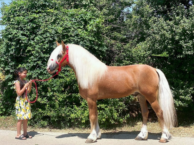 Haflinger Wallach 12 Jahre 147 cm Palomino in B&#xE9;k&#xE9;scsaba