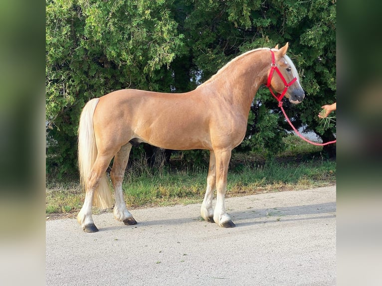 Haflinger Wallach 12 Jahre 147 cm Palomino in B&#xE9;k&#xE9;scsaba