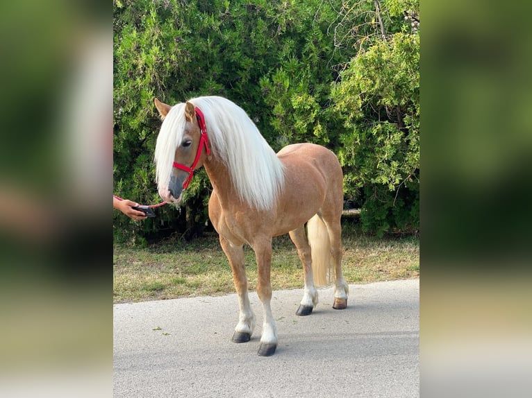 Haflinger Wallach 12 Jahre 147 cm Palomino in B&#xE9;k&#xE9;scsaba
