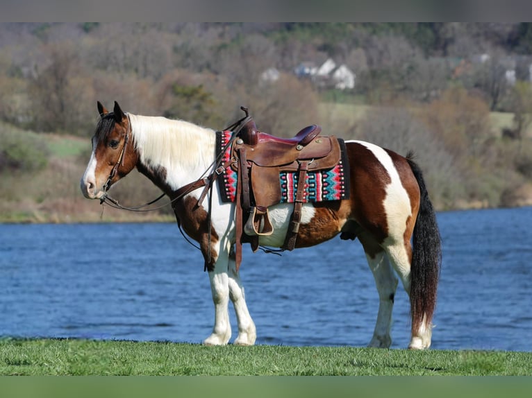 Haflinger Wallach 12 Jahre 147 cm Schecke in Rebersburg