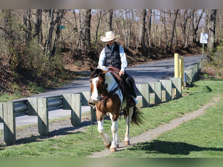 Haflinger Wallach 12 Jahre 147 cm Schecke in Rebersburg