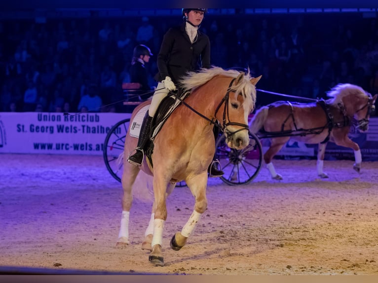 Haflinger Wallach 12 Jahre 148 cm Fuchs in Stadl-Paura