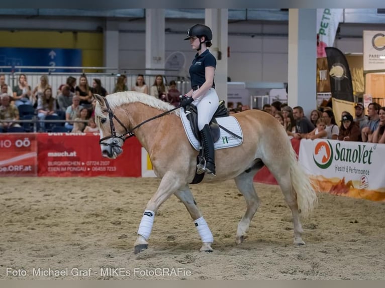 Haflinger Wallach 12 Jahre 148 cm Fuchs in Stadl-Paura