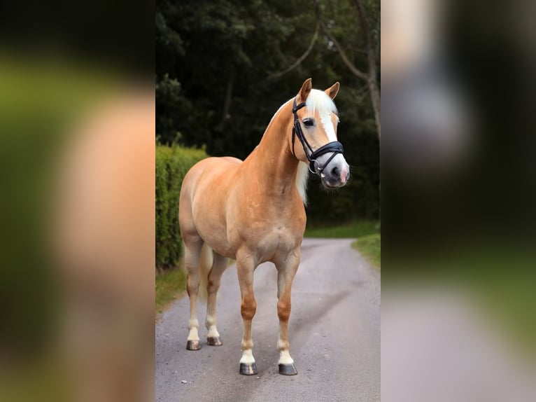 Haflinger Wallach 12 Jahre 148 cm Palomino in Warendorf