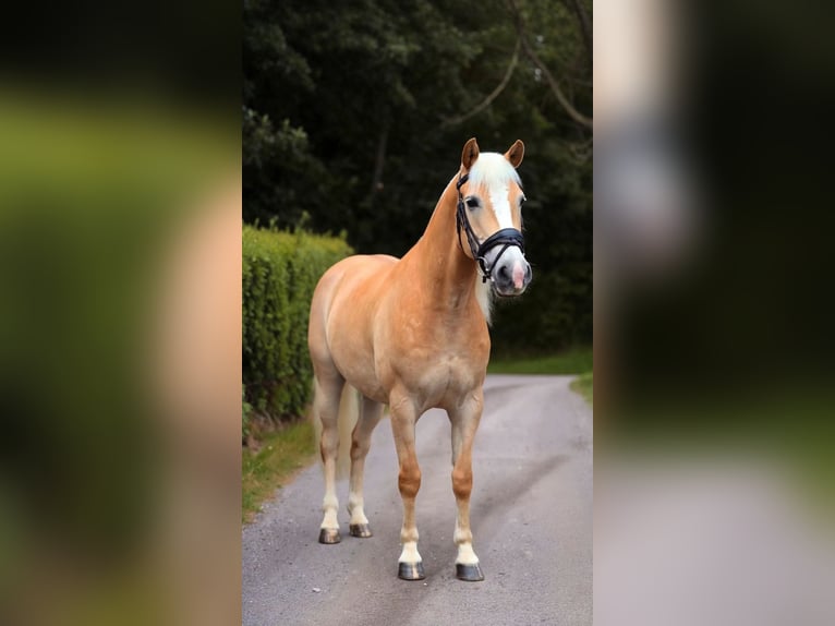 Haflinger Wallach 12 Jahre 148 cm Palomino in Warendorf