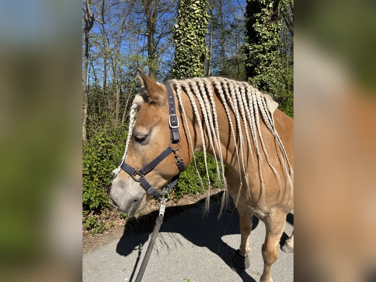 Haflinger Wallach 12 Jahre 150 cm Fuchs in Gütersloh