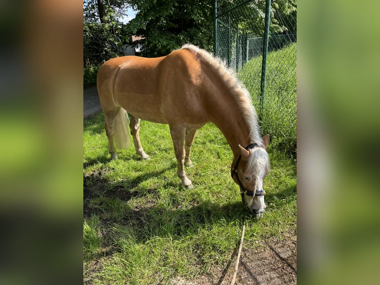 Haflinger Wallach 12 Jahre 150 cm Fuchs in Gütersloh
