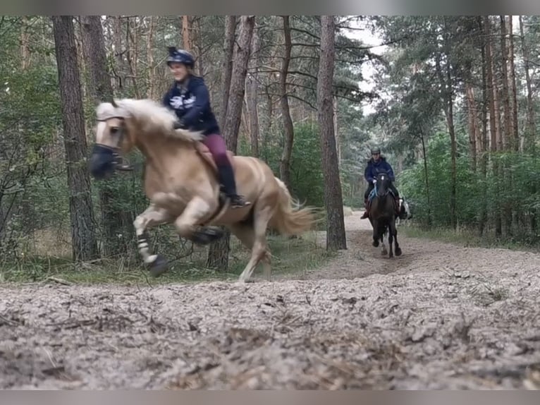 Haflinger Wallach 12 Jahre 150 cm Fuchs in Wingst
