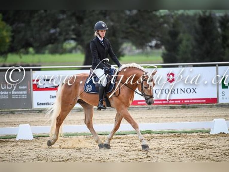 Haflinger Wallach 12 Jahre 150 cm Hellbrauner in Morgarten