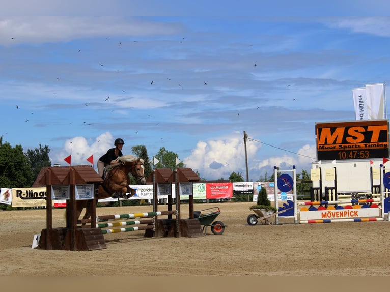 Haflinger Wallach 12 Jahre 150 cm Hellbrauner in Morgarten