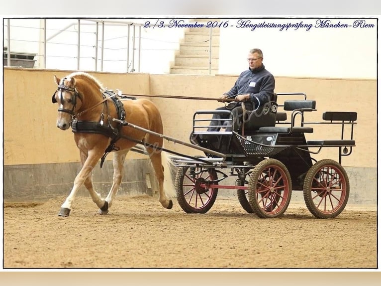Haflinger Wallach 12 Jahre 150 cm Hellbrauner in Morgarten