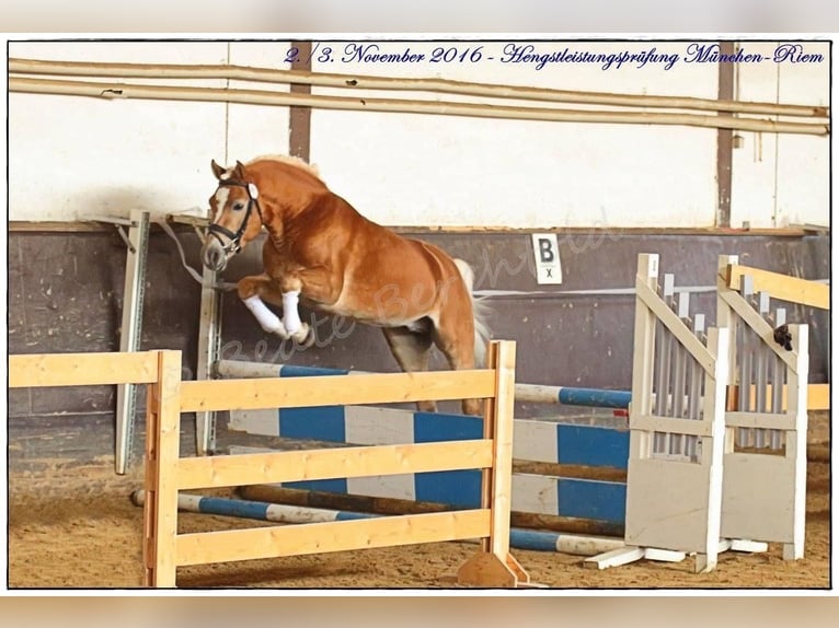 Haflinger Wallach 12 Jahre 150 cm Hellbrauner in Morgarten