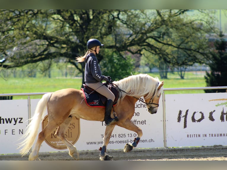 Haflinger Wallach 12 Jahre 150 cm Hellbrauner in Morgarten