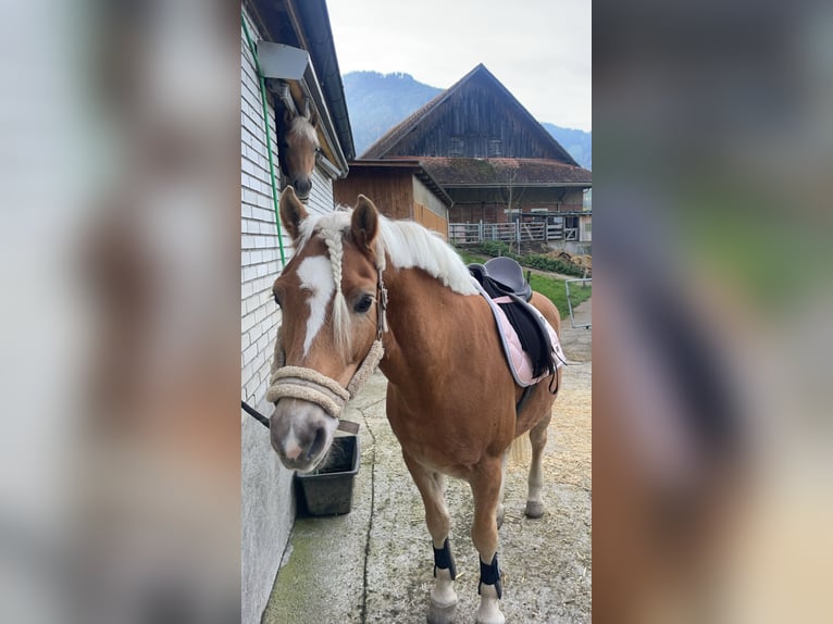 Haflinger Wallach 12 Jahre 150 cm Hellbrauner in Morgarten
