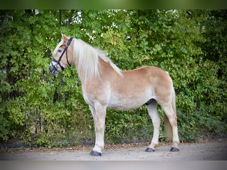 Haflinger Wallach 12 Jahre 150 cm Palomino in Windhagen