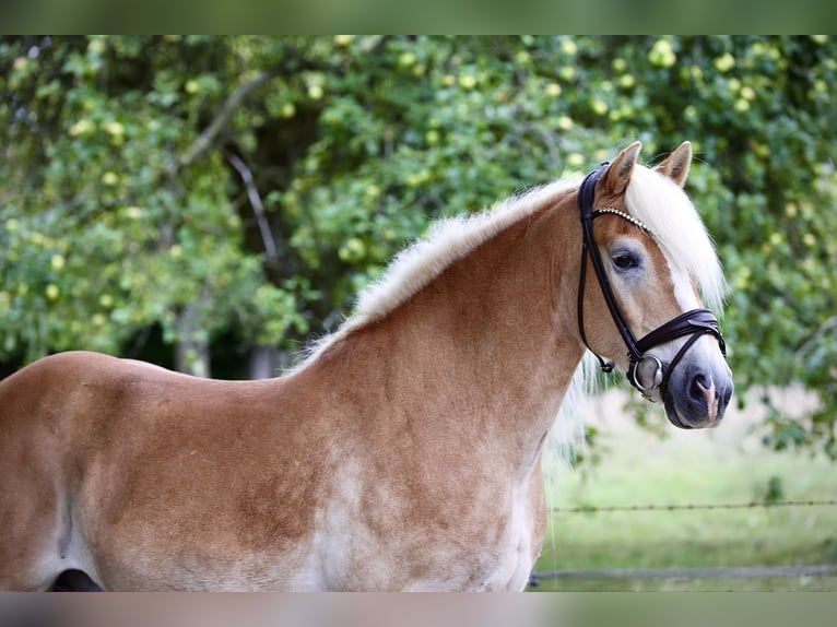 Haflinger Wallach 12 Jahre 150 cm Palomino in Windhagen