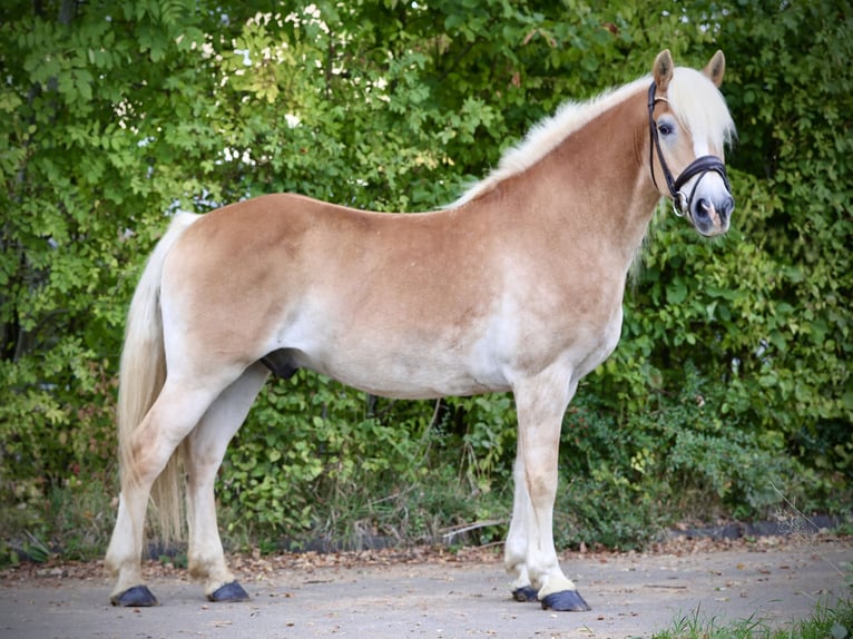 Haflinger Wallach 12 Jahre 150 cm Palomino in Windhagen
