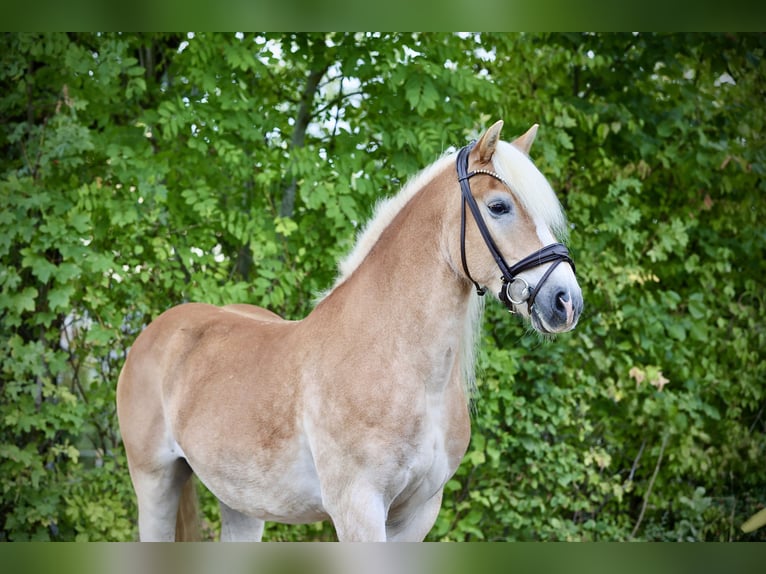 Haflinger Wallach 12 Jahre 150 cm Palomino in Windhagen