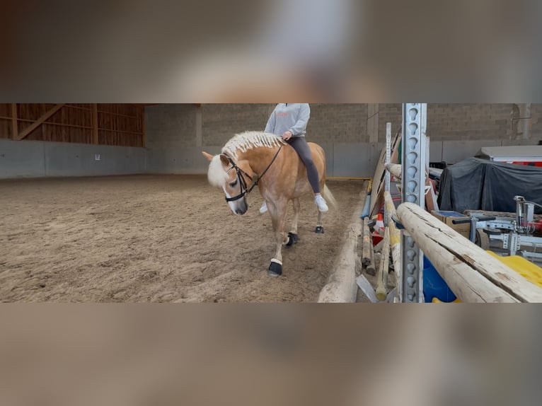 Haflinger Wallach 12 Jahre 152 cm in Bruck/Leitha