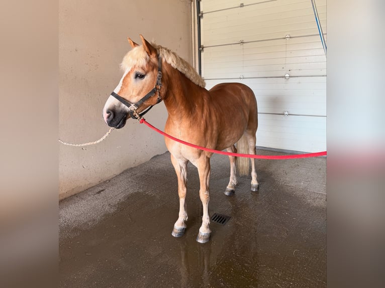 Haflinger Wallach 12 Jahre 152 cm in Bruck/Leitha