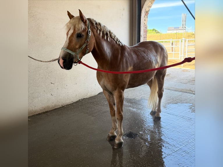 Haflinger Wallach 12 Jahre 152 cm in Bruck/Leitha