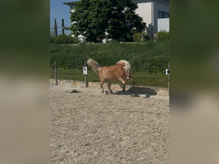 Haflinger Wallach 12 Jahre 152 cm in Bruck/Leitha