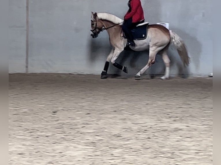 Haflinger Wallach 12 Jahre 152 cm in Bruck/Leitha