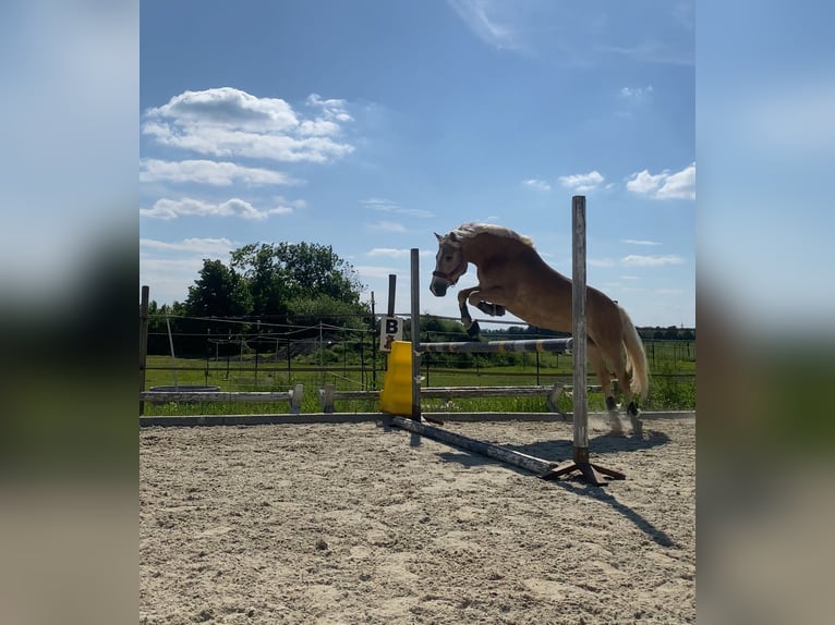 Haflinger Wallach 12 Jahre 152 cm in Bruck/Leitha