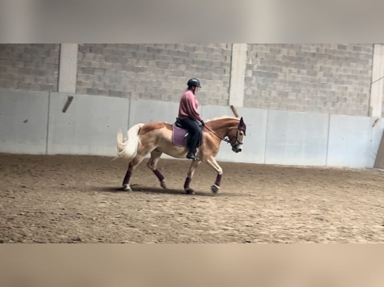 Haflinger Wallach 12 Jahre 152 cm in Bruck/Leitha