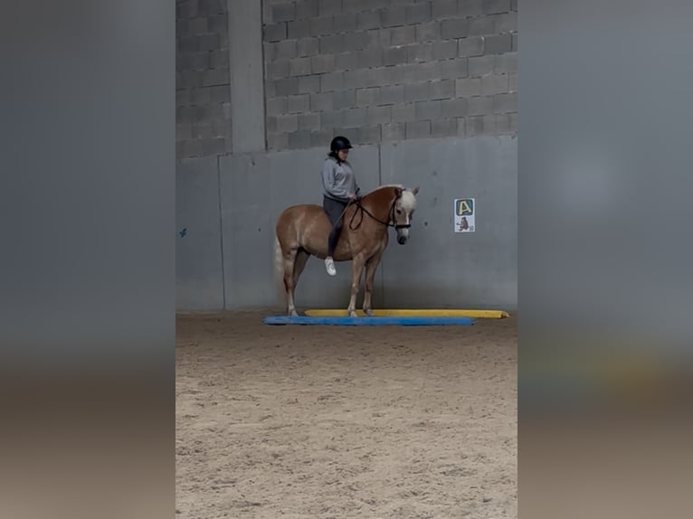 Haflinger Wallach 12 Jahre 152 cm in Bruck/Leitha