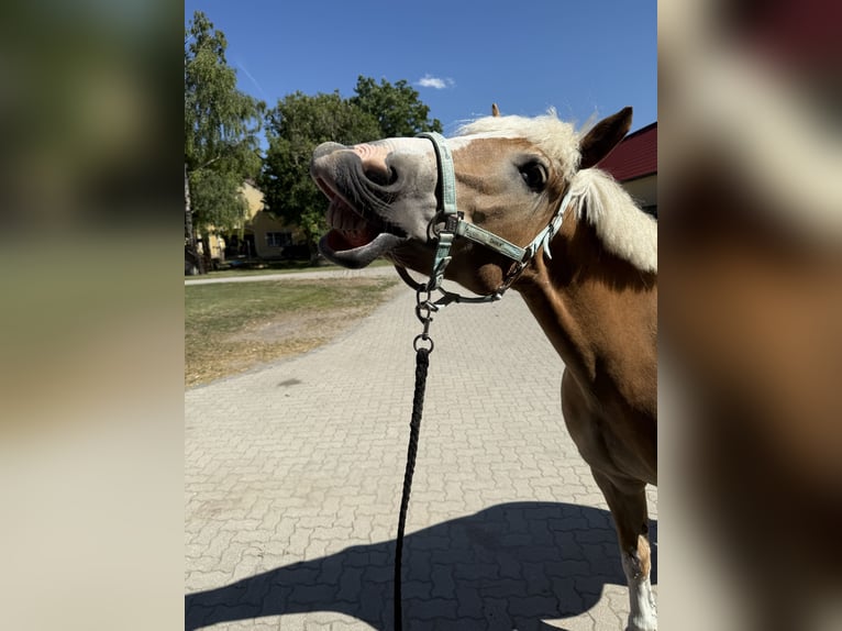 Haflinger Wallach 12 Jahre 152 cm in Bruck/Leitha