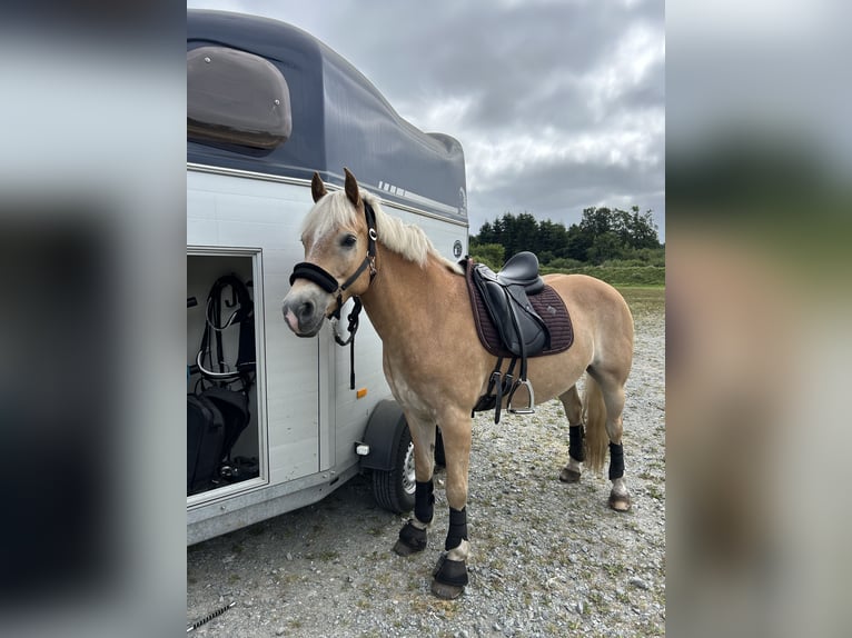 Haflinger Wallach 12 Jahre 152 cm Fuchs in Nordhackstedt