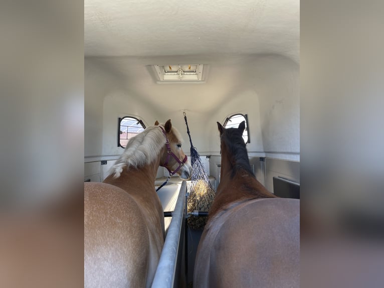Haflinger Wallach 12 Jahre 152 cm Fuchs in Nordhackstedt
