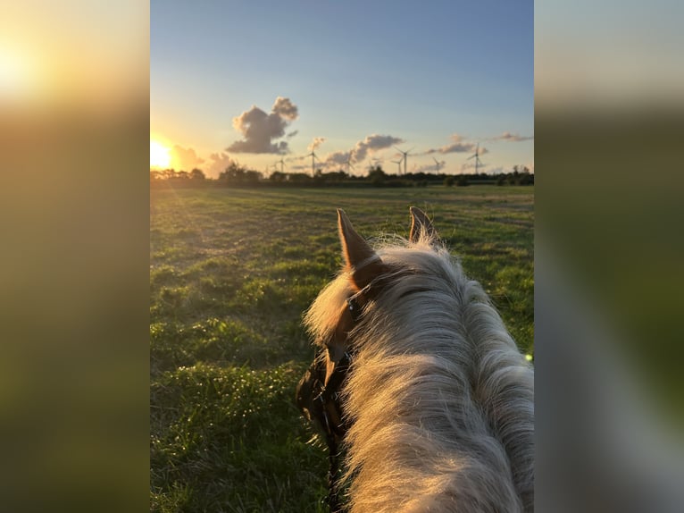 Haflinger Wallach 12 Jahre 152 cm Fuchs in Nordhackstedt