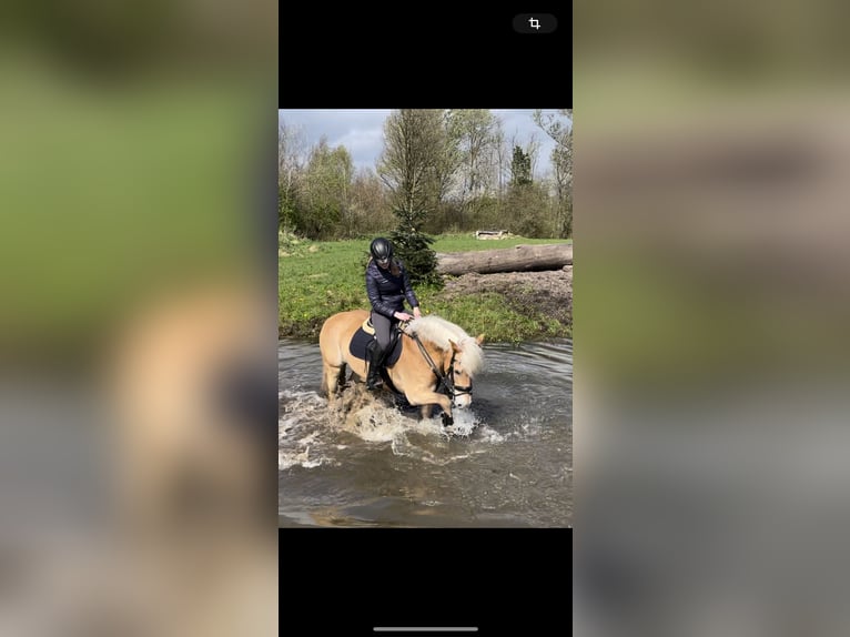 Haflinger Wallach 12 Jahre 152 cm Fuchs in Nordhackstedt