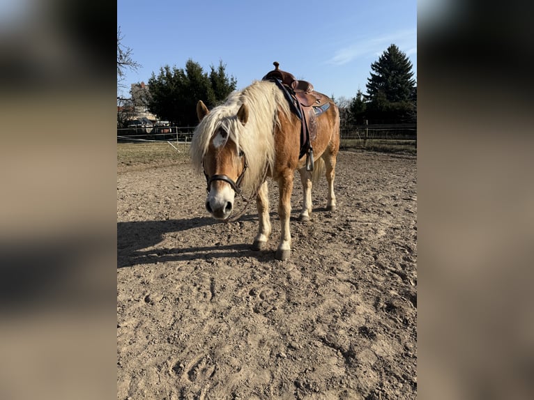 Haflinger Wallach 12 Jahre 152 cm Fuchs in Schönefeld