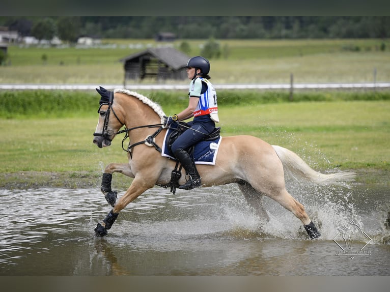 Haflinger Wallach 12 Jahre 152 cm Fuchs in St. Peter ob Judenburg