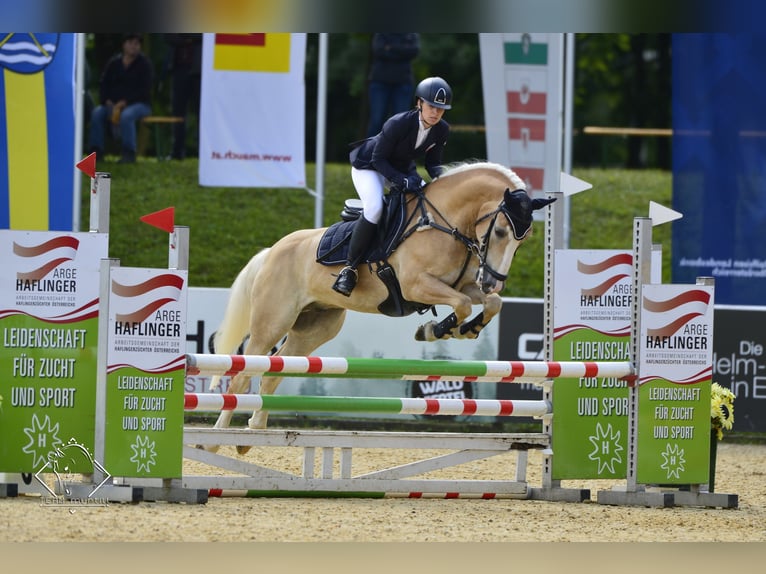 Haflinger Wallach 12 Jahre 152 cm Fuchs in St. Peter ob Judenburg